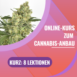 copy of Online-Kurs Komplett
