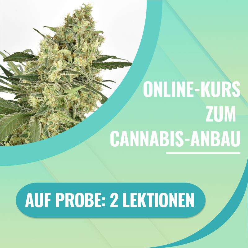 Online-Kurs zur Prüfung